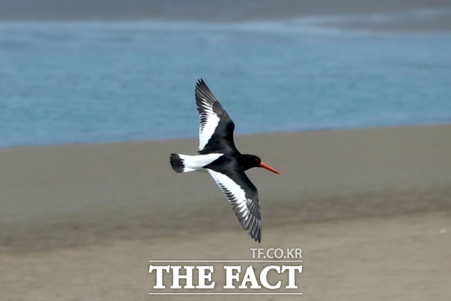 검은머리물떼새. /국립생물자원관