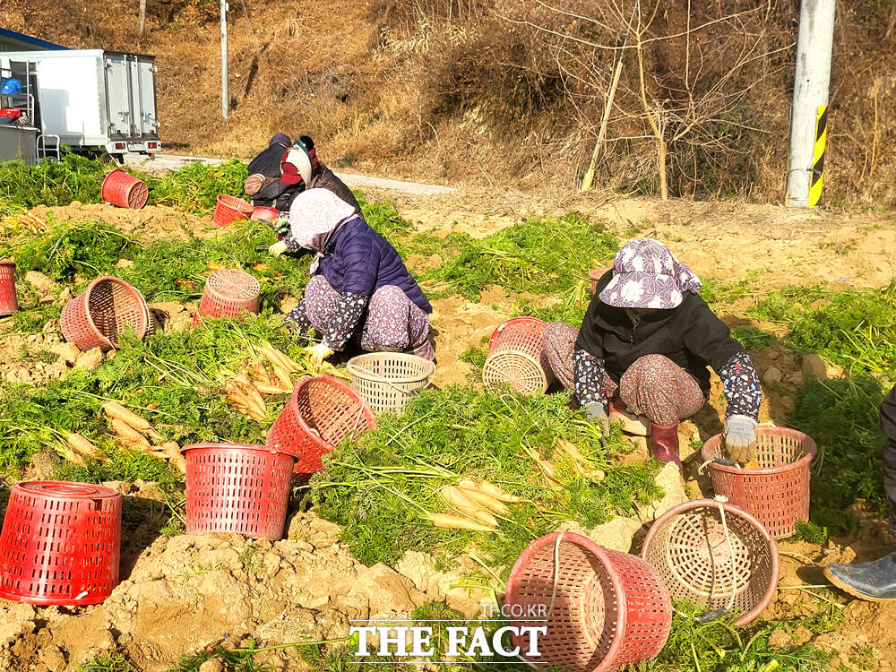 11월 마지막 날인 30일 경북 영주시 아지동 한 농가에서 당근 수확이 한창이다. /김성권 기자
