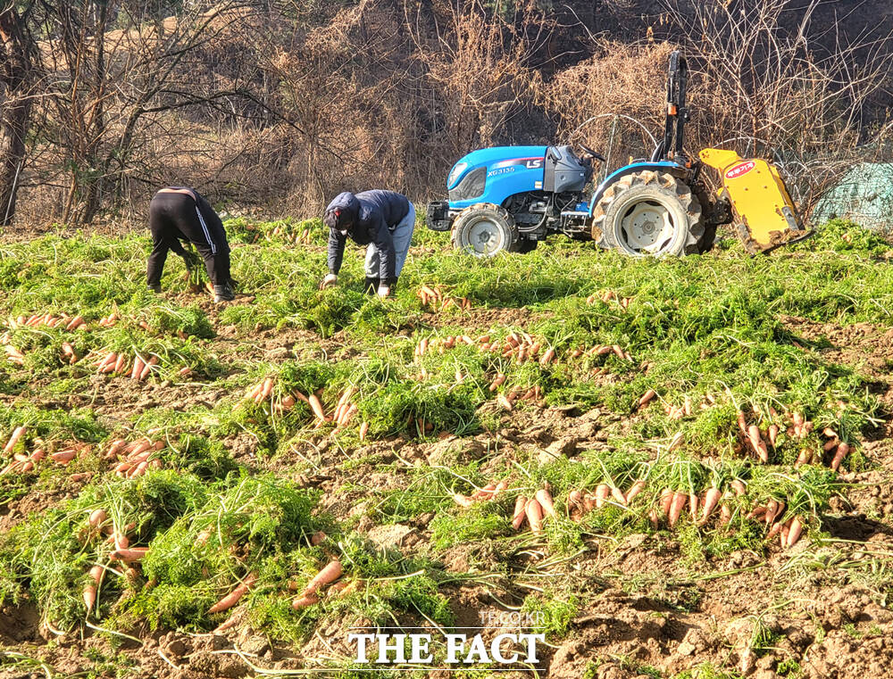 11월의 마지막 날인 30일 경북 영주시 아지동의 한 농가에서 당근 수확이 한창이다. /김성권 기자