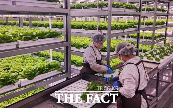 국순당이 옛 화성양조장을 새롭게 개조해 올해 2월 박봉담으로 선보였다. 이는 국순당의 법고창신 프로젝트 일환으로, 술 복합 문화공간을 조성해 전통주의 일상화를 소비자들에 제안한다. 이곳은 박봉담 계열사 팜업의 스마트팜 모습. /손원태 기자