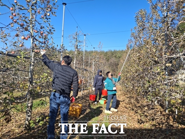 금산군 도시건축과 직원들이 1일 남일면 신정리 사과 농가에서 일손돕기를 하고 있는 모습. /금산군