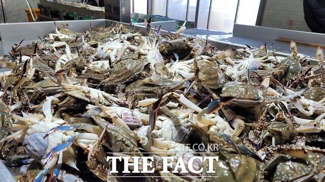 진도군 꽃게 모습 /진도군