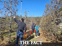  금산군 도시건축과, 사과 농가서 일손돕기 농촌 지원 나서