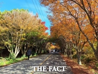  완도군 '청산도 단풍길', 늦가을 힐링 관광지로 부상