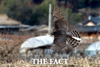  대전무형유산 '매사냥', 전수체험학교서 공개 시연회