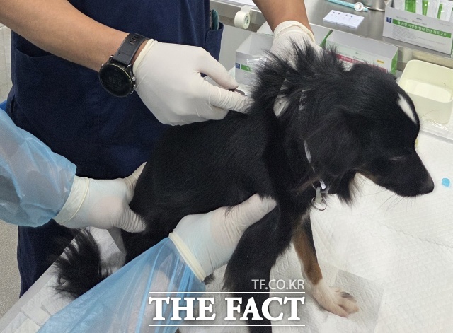 서울시는 동물 학대 중 하나인 ‘애니멀 호더’ 방지를 위한 소규모 민간 동물보호시설 의료지원을 무상으로 지원중이라고 4일 밝혔다./ 서울시