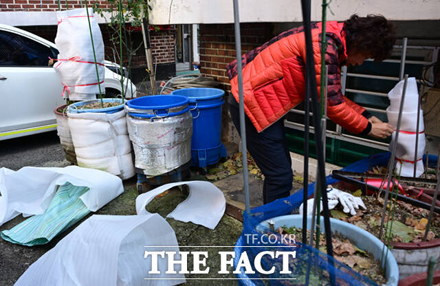 한 주민이 한파를 대비해 집 앞 식물에 보온재를 두르고 있다.