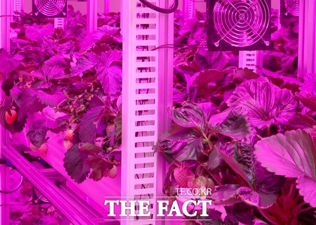 스마트팜 딸기 재배 모습 /광명시
