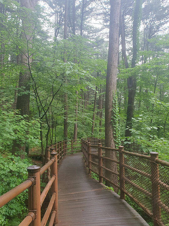 국민 10명 중 8명 이상이 산림 휴양시설을 이용한 것으로 나타났다. 사진은 가평 찻 향기 피톤치드길./산림청