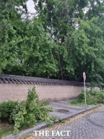  전주시, 낙하 사고 예방 위해 '경기전 은행나무' 정비 착수