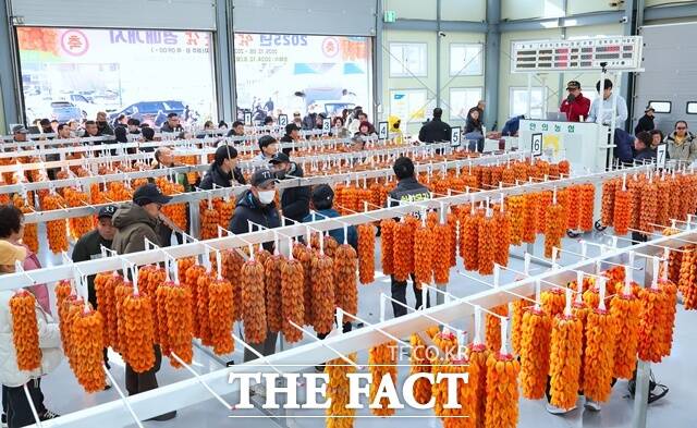 8일 열린 함양군 안의농협 서하지점 곶감경매장 첫 경매 모습. /함양군