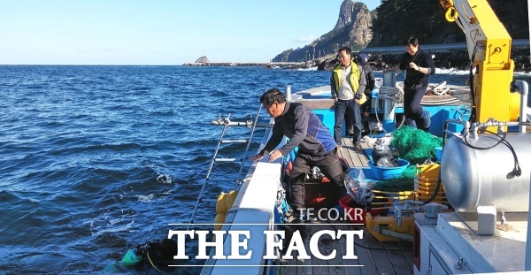 울릉군이 직접생산한 어린홍해삼 15만 마리를 바다에 방류했다. /울릉군