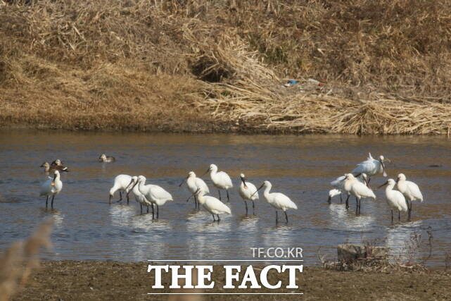 논산 연산천에서 멸종위기종인 노랑부리저어새가 월동 중이다. /김권중 운영위원