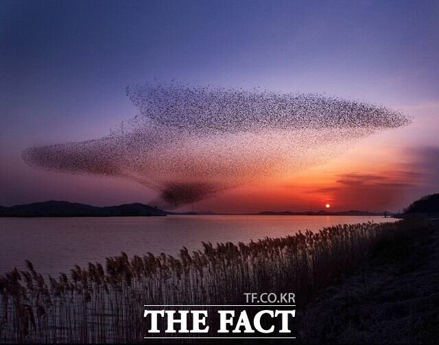 서천군 금강하구 일대를 찾은 철새들의 군무가 장관을 이루고 있다. /서천군