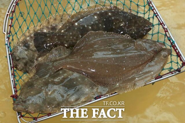 완도 광어. /완도군