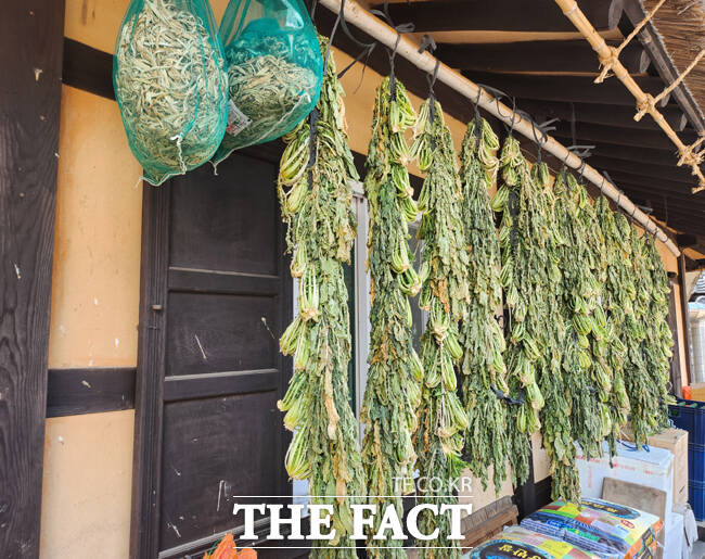 세계문화유산 안동하회마을에 무청 시래기가 건조되고 있다. /김성권 기자