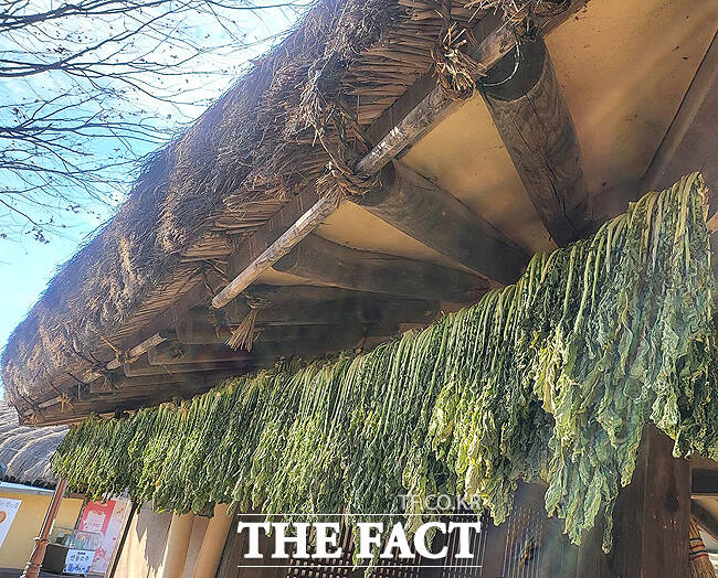 세계문화유산 안동하회마을에 무청 시래기가 건조되고 있다. /김성권 기자