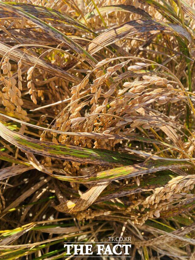 벼 깨씨무늬병 피해 사진 /전남도