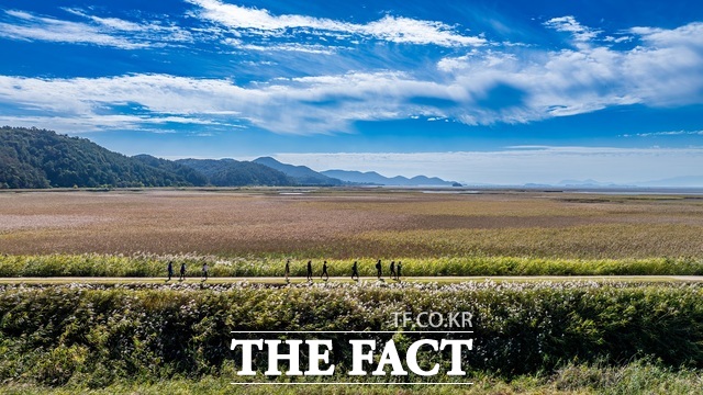 전남 순천만습지 일대 '남파랑길'을 걷는 사람들. /순천시