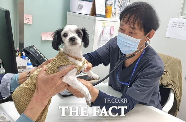 성남시립동물병원에서 진료 중인 수의사. /성남시