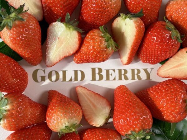 신세계라이브쇼핑은 크리스마스를 앞두고 모바일 라이브를 통해 프리미엄 신품종 딸기 '골드베리'를 한정 판매한다. /신세계라이브쇼핑