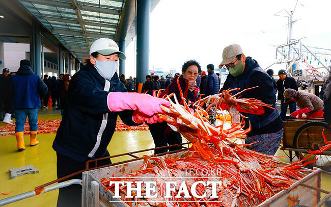 울진대개가 죽변항과 후포항 일대에사 본격위판되고 있다. /울진군