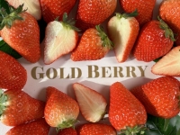  신세계라이브쇼핑, 신품종 딸기 '골드베리' 한정 판매