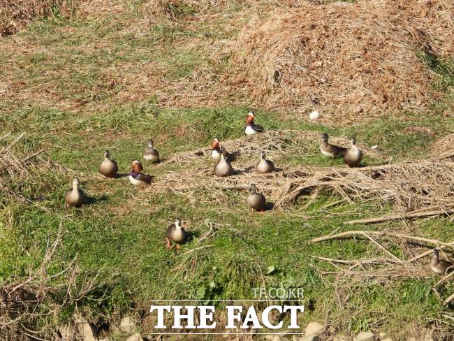 안양천 둔치에서 먹이활동 하는 원앙과 흰뺨검둥오리. /안양시