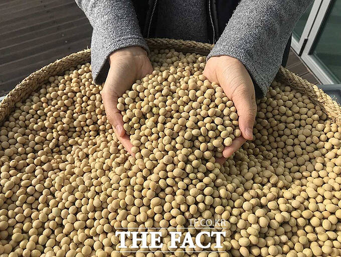 영주 지역 대표특산물 부석대(콩). /더팩트 DB