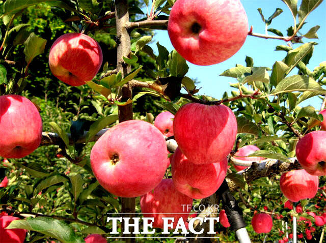 맛과 생산량이 전국에서 으뜸가는 영주사과 /더팩트 DB