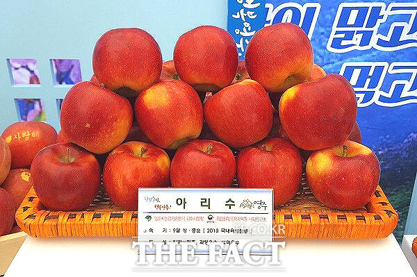 전국 최대 사과 주산지 영주에서 생산되는 국산사과 아리수가 해외시장에 진출한다. /영주시