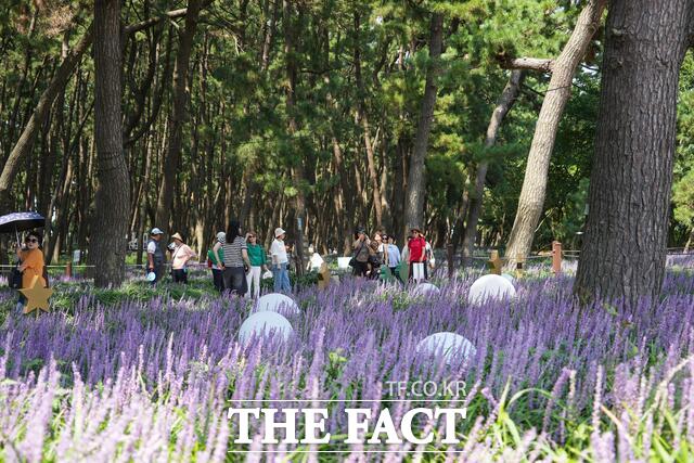 지난 여름 맥문동 꽃 축제를 찾은 관광객들이 만개한 맥문동 꽃밭을 산책하고 있다. /서천군