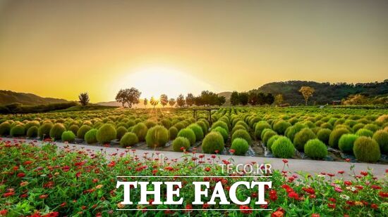 기존에는 유해식물종이 번식하던 민통선 인근 임진강 홍수터에 연천군이 조성한 임진강 댑싸리정원의 모습. /연천군