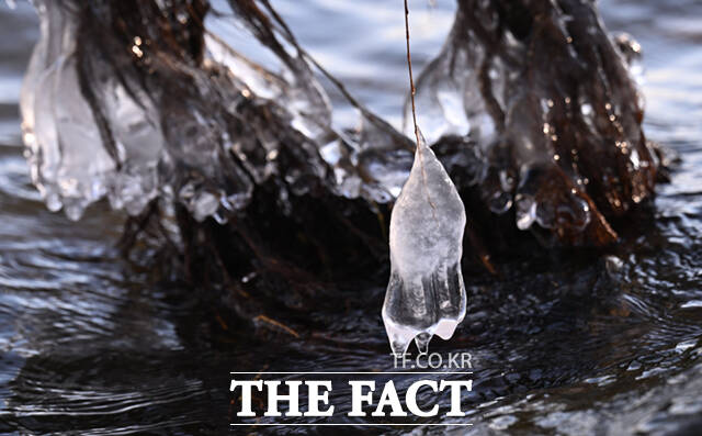 서울 기온이 영하 11도를 기록하는 등 전국 대부분 지역에 한파특보 및 한파주의보가 발효된 26일 오전 서울 마포구 양화한강공원 일대 나뭇가지에 흡사 거북이, 애벌레, 펭귄, 육쪽마늘(왼쪽 위부터 시계방향) 등을 닮은 고드름이 형성돼 있다. /이새롬 기자