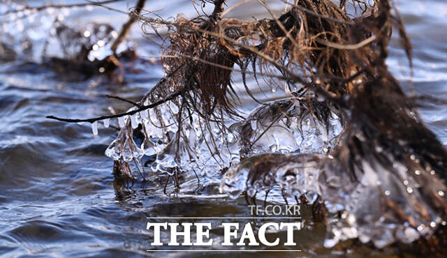 서울 기온이 영하 11도를 기록하는 등 전국 대부분 지역에 한파특보 및 한파주의보가 발효된 26일 오전 서울 마포구 양화한강공원 일대 나뭇가지에 흡사 거북이, 애벌레, 펭귄, 육쪽마늘(왼쪽 위부터 시계방향) 등을 닮은 고드름이 형성돼 있다. /이새롬 기자