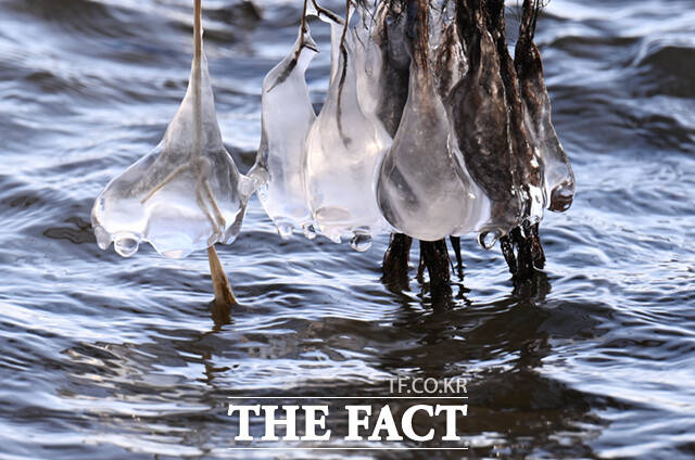 서울 기온이 영하 11도를 기록하는 등 전국 대부분 지역에 한파특보 및 한파주의보가 발효된 26일 오전 서울 마포구 양화한강공원 일대 나뭇가지에 흡사 거북이, 애벌레, 펭귄, 육쪽마늘(왼쪽 위부터 시계방향) 등을 닮은 고드름이 형성돼 있다. /이새롬 기자