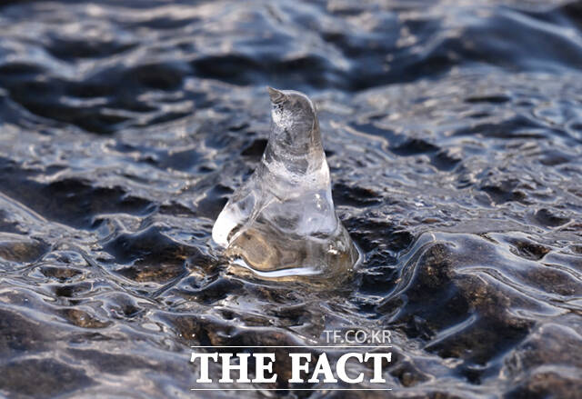 서울 기온이 영하 11도를 기록하는 등 전국 대부분 지역에 한파특보 및 한파주의보가 발효된 26일 오전 서울 마포구 양화한강공원 일대 나뭇가지에 흡사 거북이, 애벌레, 펭귄, 육쪽마늘(왼쪽 위부터 시계방향) 등을 닮은 고드름이 형성돼 있다. /이새롬 기자