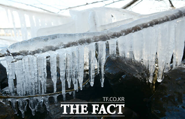 서울 기온이 영하 11도를 기록하는 등 전국 대부분 지역에 한파특보 및 한파주의보가 발효된 26일 오전 서울 마포구 양화한강공원 일대 나뭇가지에 흡사 거북이, 애벌레, 펭귄, 육쪽마늘(왼쪽 위부터 시계방향) 등을 닮은 고드름이 형성돼 있다. /이새롬 기자