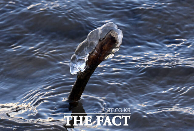 서울 기온이 영하 11도를 기록하는 등 전국 대부분 지역에 한파특보 및 한파주의보가 발효된 26일 오전 서울 마포구 양화한강공원 일대 나뭇가지에 흡사 거북이, 애벌레, 펭귄, 육쪽마늘(왼쪽 위부터 시계방향) 등을 닮은 고드름이 형성돼 있다. /이새롬 기자