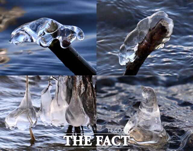 서울 기온이 영하 11도를 기록하는 등 전국 대부분 지역에 한파특보 및 한파주의보가 발효된 26일 오전 서울 마포구 양화한강공원 일대 나뭇가지에 흡사 거북이, 애벌레, 펭귄, 육쪽마늘(왼쪽 위부터 시계방향) 등을 닮은 고드름이 형성돼 있다. /이새롬 기자