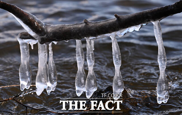 서울 기온이 영하 11도를 기록하는 등 전국 대부분 지역에 한파특보 및 한파주의보가 발효된 26일 오전 서울 마포구 양화한강공원 일대 나뭇가지에 흡사 거북이, 애벌레, 펭귄, 육쪽마늘(왼쪽 위부터 시계방향) 등을 닮은 고드름이 형성돼 있다. /이새롬 기자