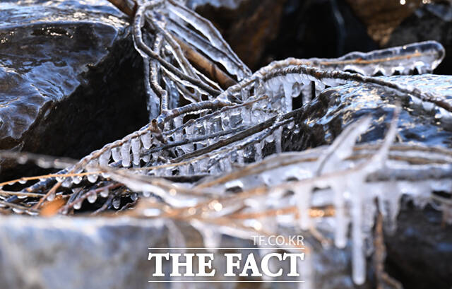 서울 기온이 영하 11도를 기록하는 등 전국 대부분 지역에 한파특보 및 한파주의보가 발효된 26일 오전 서울 마포구 양화한강공원 일대 나뭇가지에 흡사 거북이, 애벌레, 펭귄, 육쪽마늘(왼쪽 위부터 시계방향) 등을 닮은 고드름이 형성돼 있다. /이새롬 기자