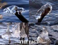  한파에 얼음이 꽁꽁...'거북이·펭귄 고드름이 열렸어요' [TF사진관]