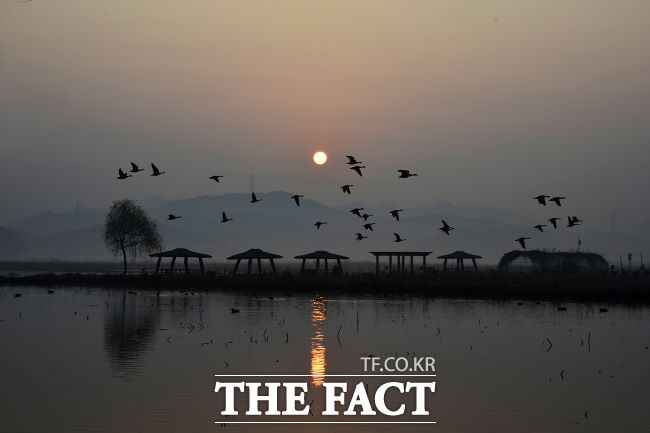 시화호 인근에 날아온 철새 무리 모습. /시흥시