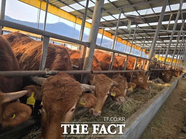 내년부터 한우 씨수소의 유전체 정보를 활용해 우수한 개체를 조기 선발해 개량 기간을 단축한다./더팩트DB