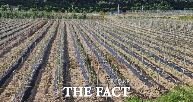 청송군산림조합이 특화사업으로 추진해 내년 3월 과수 농가에 보급할 사과 묘목 양묘장 전경. /청송군산림조합