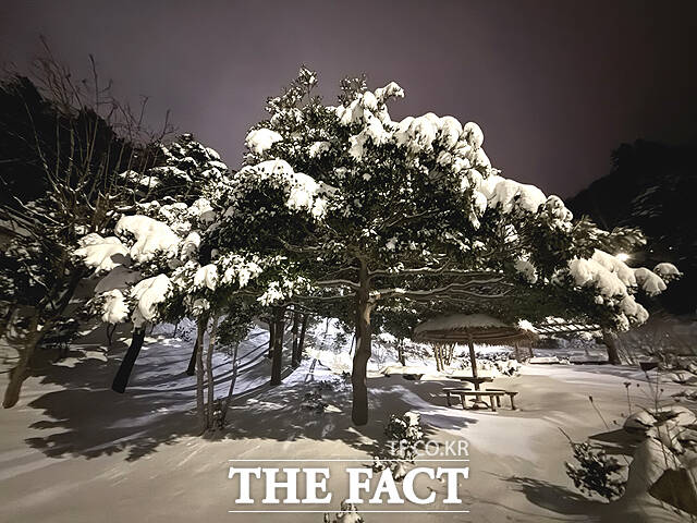 대설경보가 발효중인 울릉도에 폭설이 내려 설국으로 변했다. /울릉군