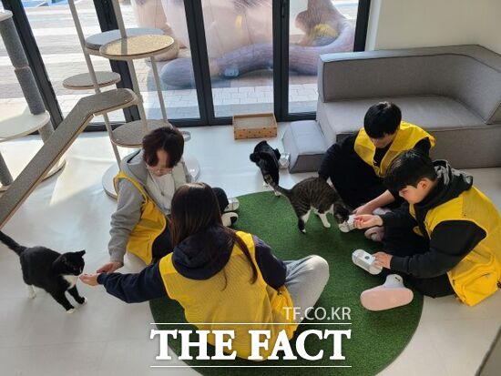 지난 겨울방학 기간 경기도의 유기동물과 함께하는 생명 존중 교육 연계 겨울방학 봉사활동 프로그램에 참여한 청소년들이 유기 고양이를 돌보는 모습. /경기도