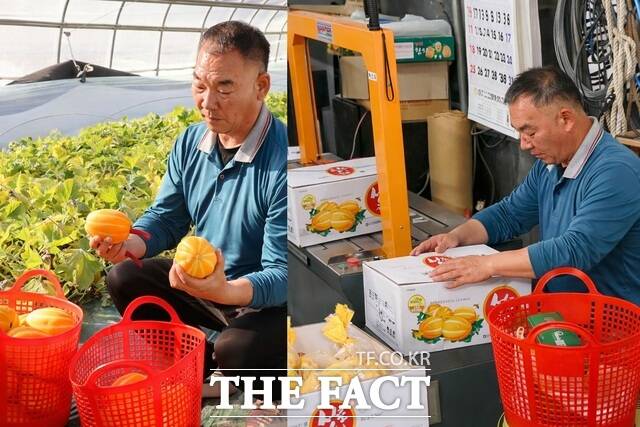 전국 참외 생산량의 70% 이상을 차지하는 성주참외가 6일 올해 첫 출하했다. 월항면 보암리 배선호(56) 씨 농가에서 겨울 한파와 일조량 부족을 이겨내고 조기 수확해 새해 시장 공략의 포문을 연 것이다. 사진은 배선호 씨가 참외를 수확(좌측)하고 있는 장면과 상자 포장 작업(우측)을 하고 있는 모습 /성주군