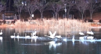  하얀 날갯짓으로 겨울 알리다…울진 연호공원에 고니 떼 장관